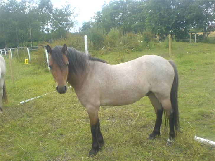 Welsh Mountain (sec A) Fugemoses Chappie *solgt* billede 10
