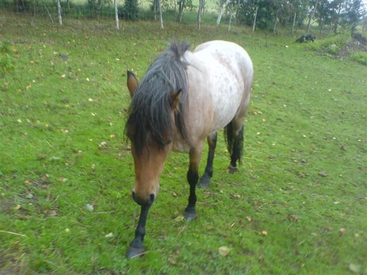 Welsh Mountain (sec A) Fugemoses Chappie *solgt* billede 11