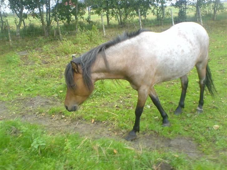 Welsh Mountain (sec A) Fugemoses Chappie *solgt* billede 12