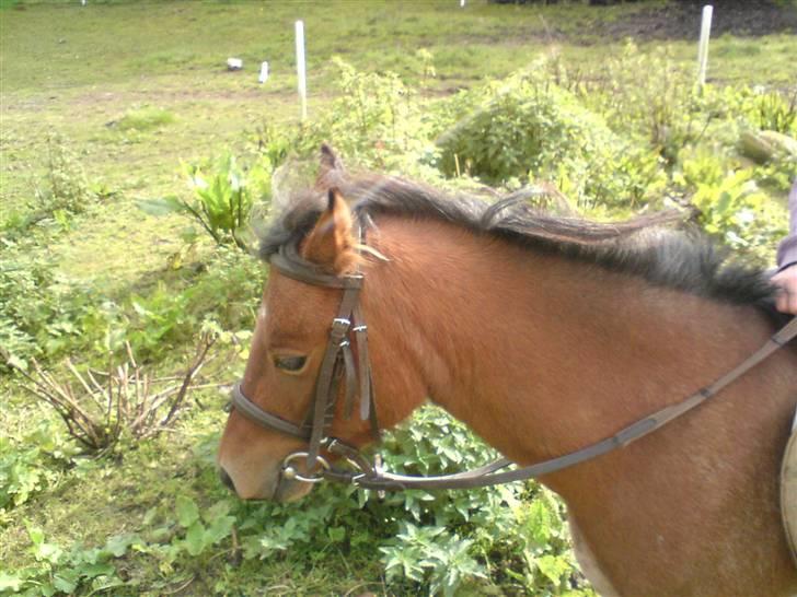 Welsh Mountain (sec A) Fugemoses Chappie *solgt* billede 13