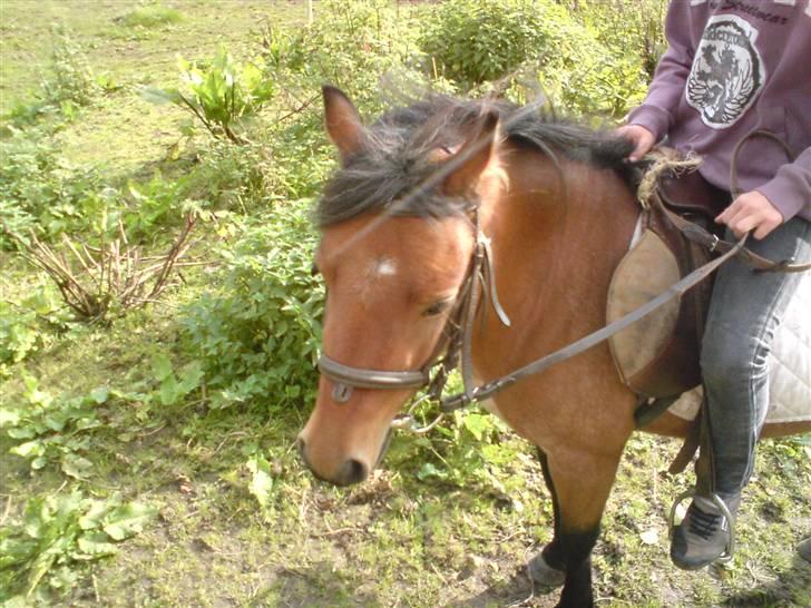 Welsh Mountain (sec A) Fugemoses Chappie *solgt* billede 14