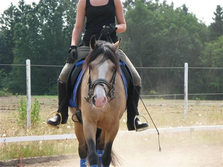 DSP "Golden Mulan"  billede 17