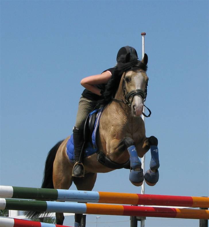 DSP "Golden Mulan"  - Spring 1. juli med dressur udstyr :) billede 18