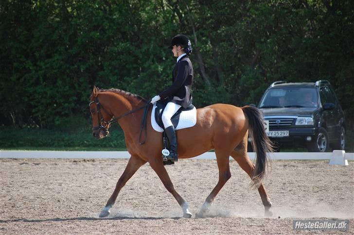 Anden særlig race Coma Estrello<3333 - træning billede 13