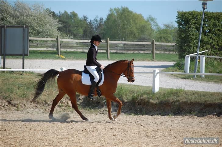 Anden særlig race Coma Estrello<3333 billede 14