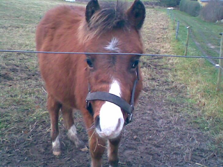 Welsh Pony (sec B) Braveheart * Solgt* - Den lille nysgerrige ponz, Hi hi  billede 15
