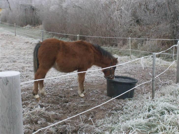 Welsh Pony (sec B) Braveheart * Solgt* - Bettemand blev lige lidt tørstig. billede 16