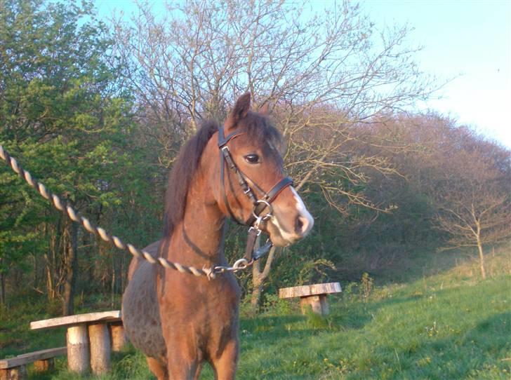 Welsh Pony (sec B) Braveheart * Solgt* - Er han ikk lidt nuser ?? billede 17