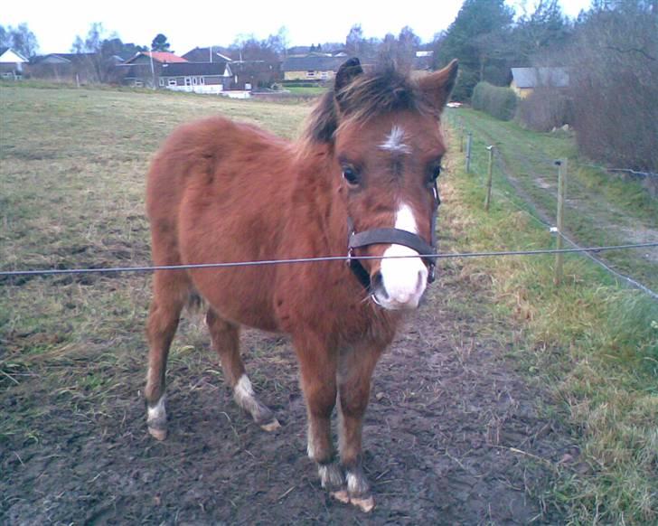 Welsh Pony (sec B) Braveheart * Solgt* billede 18