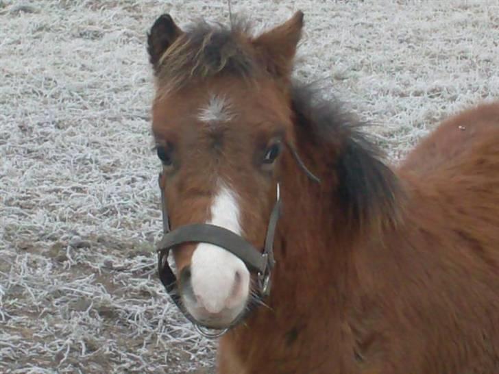 Welsh Pony (sec B) Braveheart * Solgt* - Er han ikk bare kær den bette dreng :) billede 19