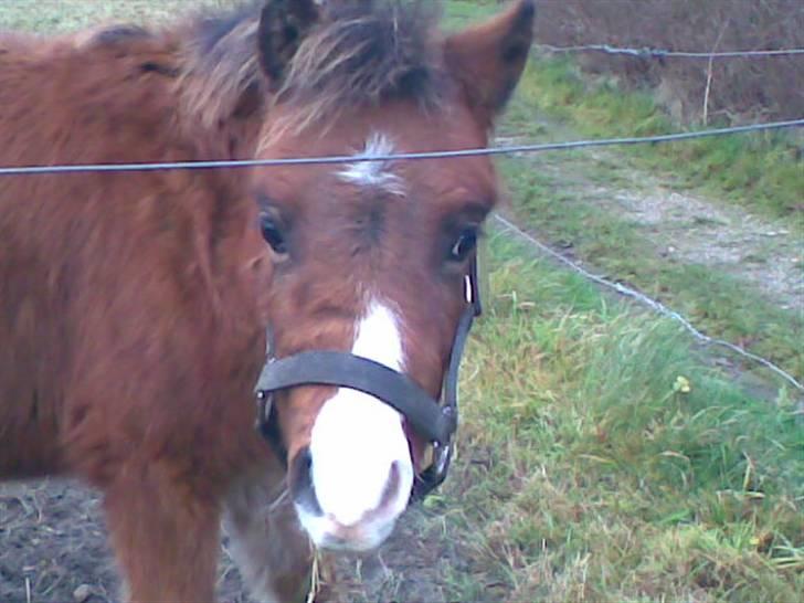 Welsh Pony (sec B) Braveheart * Solgt* billede 20