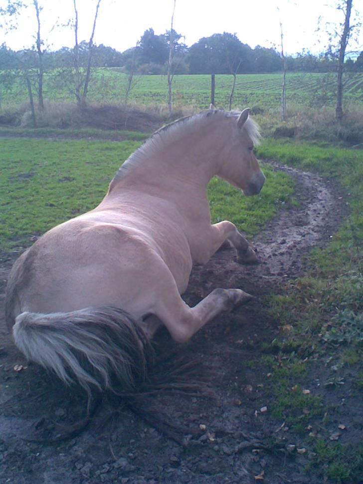 Fjordhest Duks (redet) - rulle-rulle-rulle xD (Han røg om på ryggen, og kunne ikke vende sig fordi han er for tyk xD ) billede 15