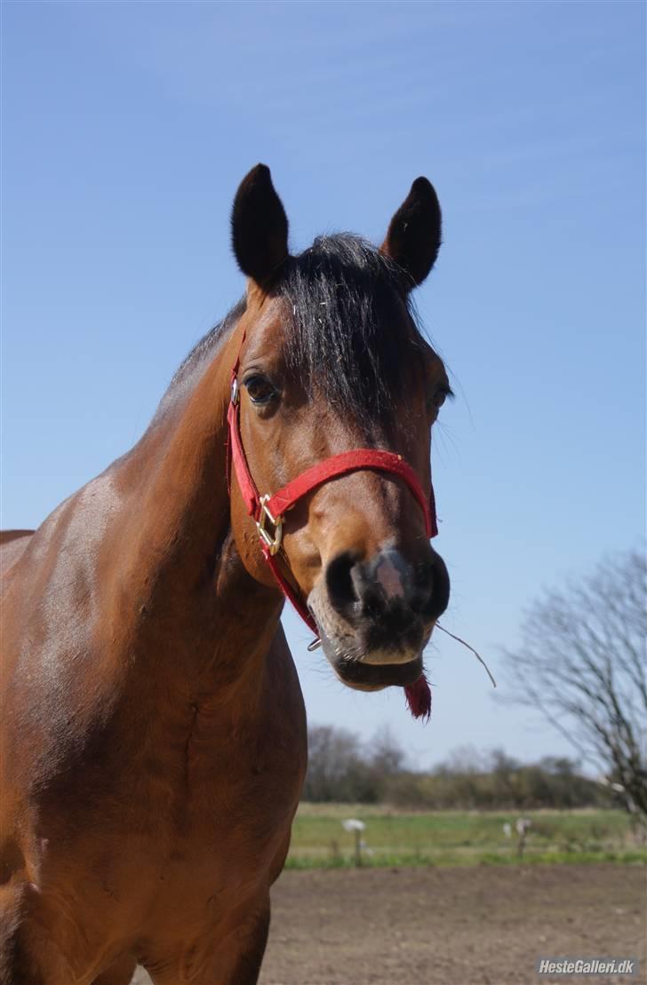 Connemara Enghøjs Sandy Touch-SAVNET - Foto Stine billede 2