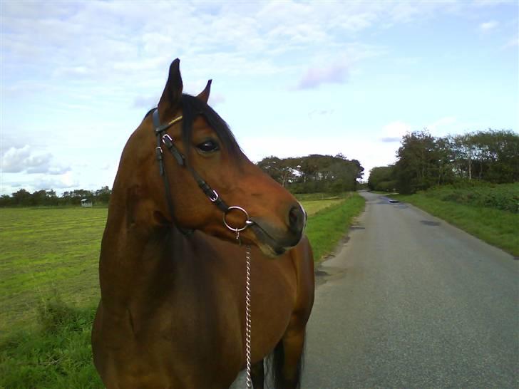Connemara Enghøjs Sandy Touch-SAVNET - Enghøjs Sandy Touch er lige på en lille tur<3 billede 3