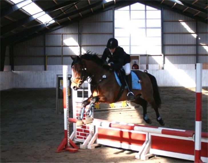 Connemara Enghøjs Sandy Touch-SAVNET - Til stævne<3 billede 4