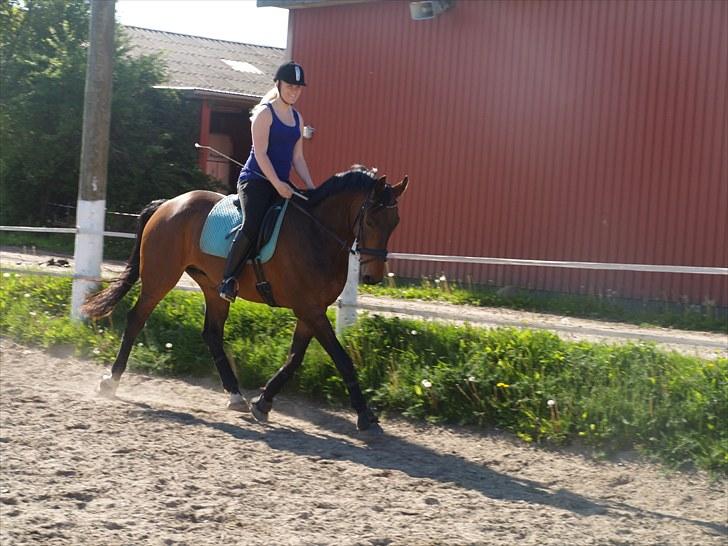 Dansk Varmblod Ørevadbros Zidane - Dressur. Foto: Mia Koch billede 6