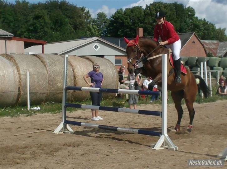 Dansk Varmblod Ørevadbros Zidane - Sponsorspring ca 115 cm. Foto: Jeanette. billede 8