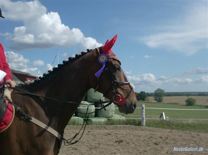 Dansk Varmblod Ørevadbros Zidane - Vores første roset - til sponsorspring 22/8-09. Foto: Jeanette. billede 11