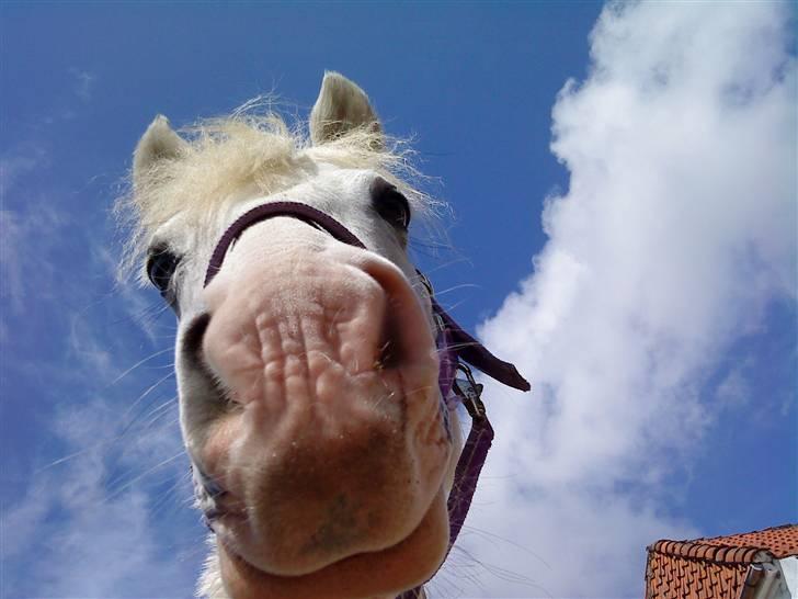 Anden særlig race G*Star SOLGT /': billede 1