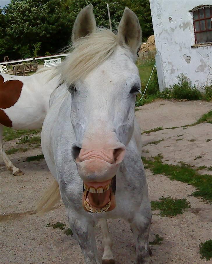 Anden særlig race G*Star SOLGT /': billede 2