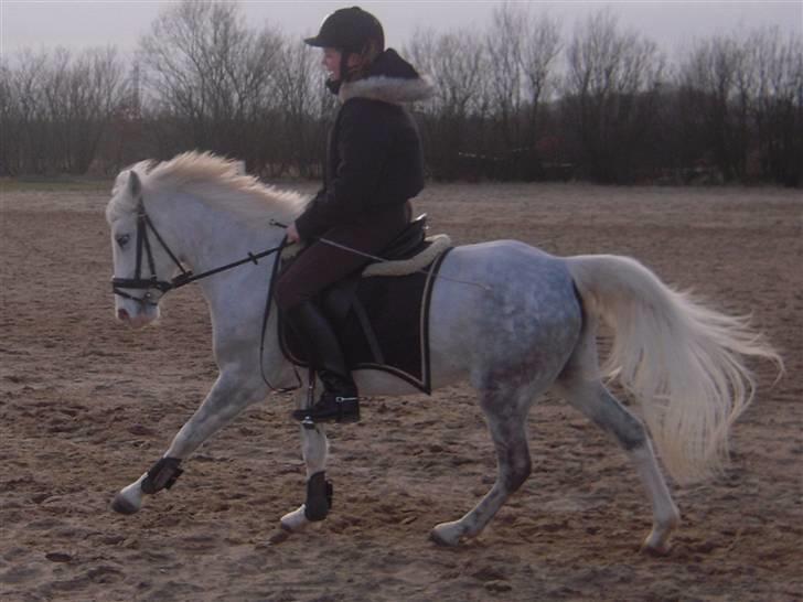 Anden særlig race G*Star SOLGT /': - træning d. 24/2 - evt. at have en lækker pony ? savner dig skat /´: <3 vores tider :* billede 5