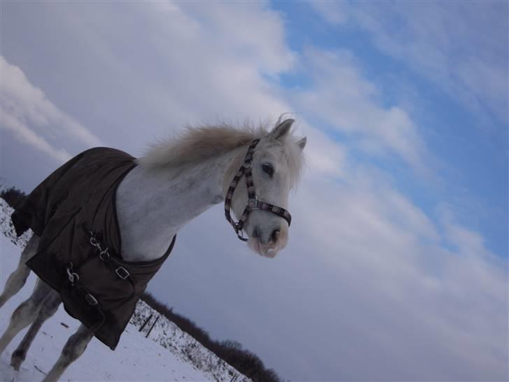 Anden særlig race G*Star SOLGT /': billede 9