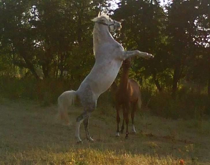 Anden særlig race G*Star SOLGT /': billede 10