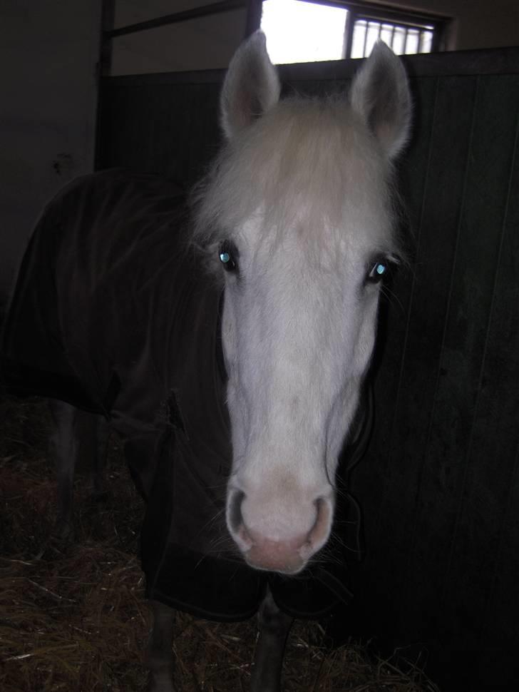 Anden særlig race G*Star SOLGT /': billede 11