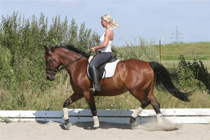 Anden særlig race Chili "Himmelhest" - billede taget af Fotograf Lola Christensen billede 15