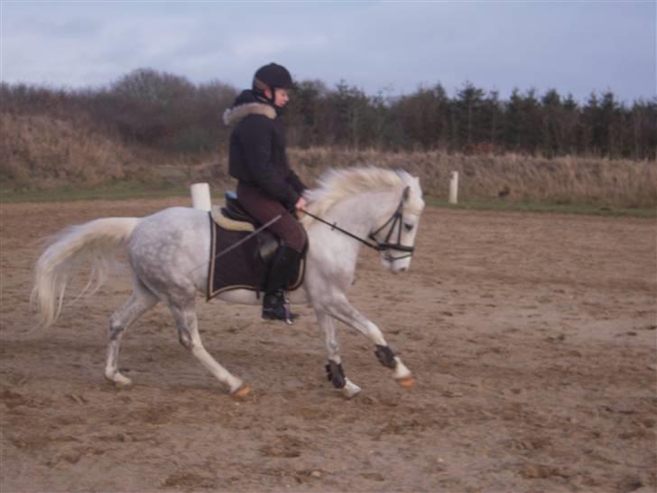 Anden særlig race G*Star SOLGT /': billede 14