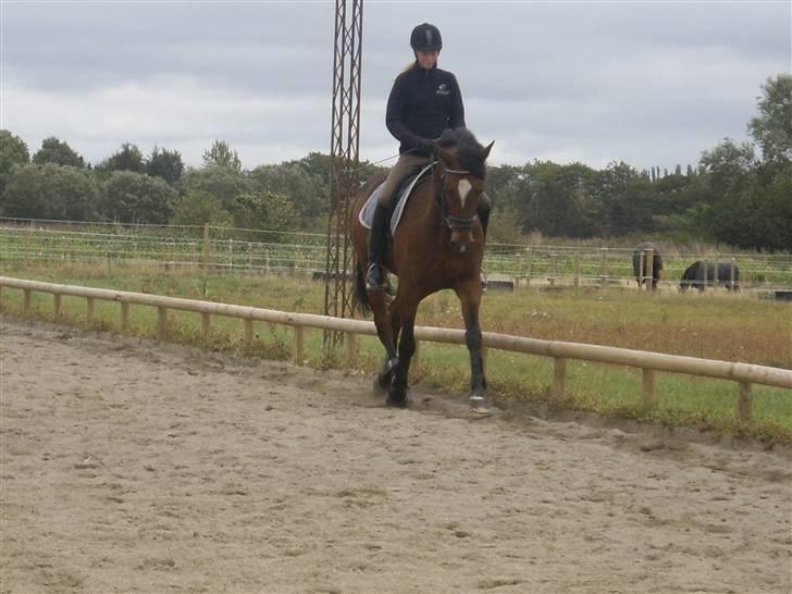 Belgisk varmblod Thibau  ( solgt ) billede 17