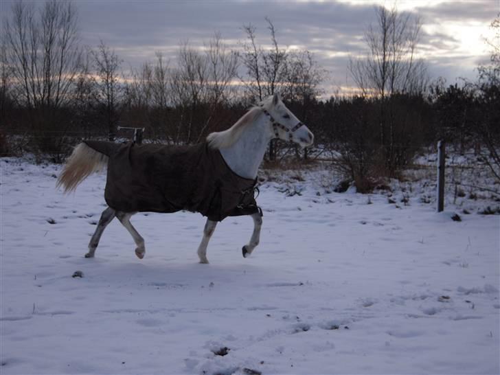 Anden særlig race G*Star SOLGT /': billede 15