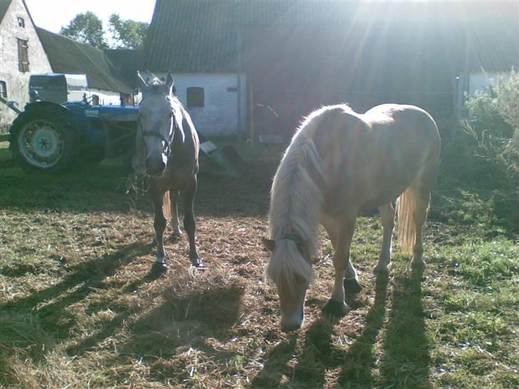 Lipizzaner Farvory Figuras billede 6