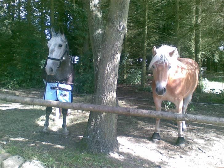 Lipizzaner Farvory Figuras - de to havde det så super godt sammen . er sikker på Janko savner adios meget.. billede 7