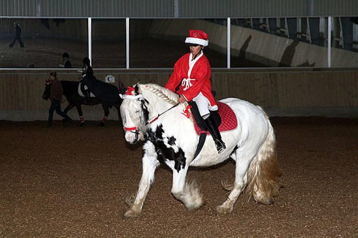 Tinker Wild Irish Bellis billede 13