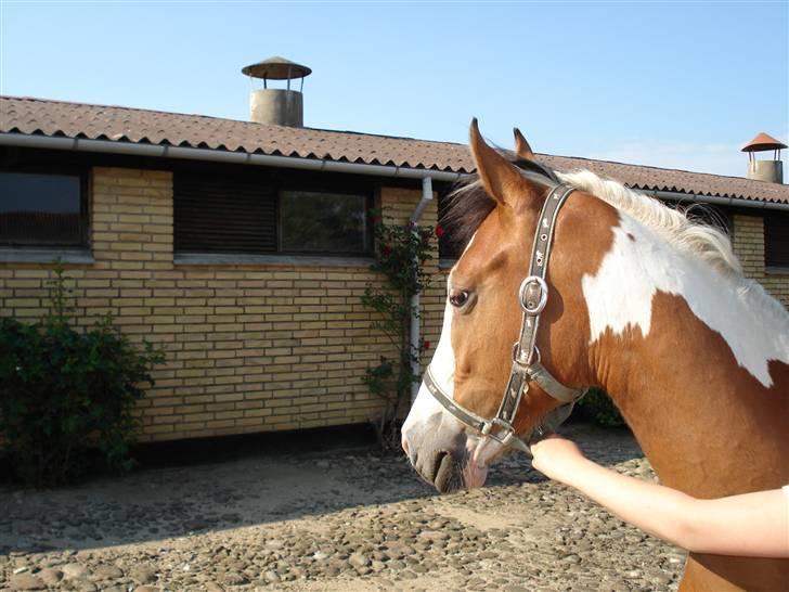 Pinto Julianebjergs Surprise - Surprise igen billede 2