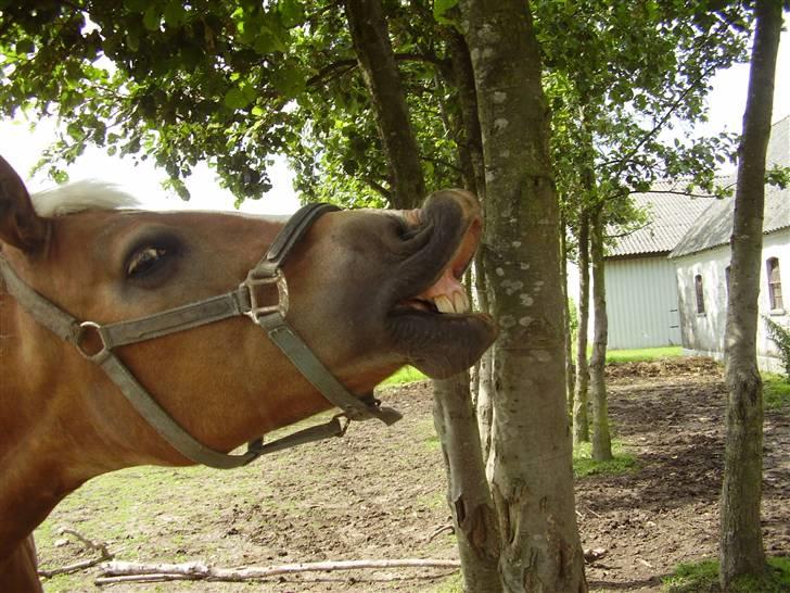 Haflinger Nina[trækhesten] - Altid i godt humør. Lige til at gi en et smil på læben, hver gang hun får en ´god´ ide, kan man ikke andet end at grine af min lile tyksak foto: Natalie K billede 2