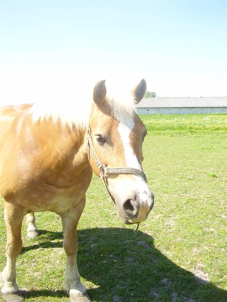 Haflinger Nina[trækhesten] - Den kønneste gammeldags model haffer, der kan gå på 4 ben. Ingen har en skønhed som min Nina foto: Natalie K billede 3