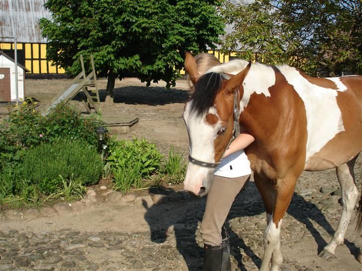 Pinto Julianebjergs Surprise billede 4