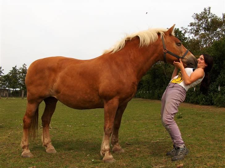 Haflinger Nina[trækhesten] - Som sjov og ballede bliver til en trutter, imens natalie står på og falder bagover. Kærlighed! Foto: Lonnie billede 4