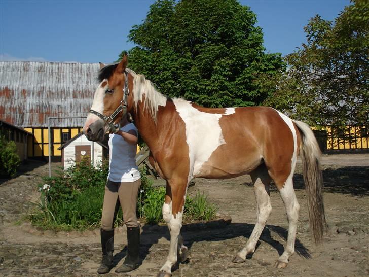 Pinto Julianebjergs Surprise billede 5