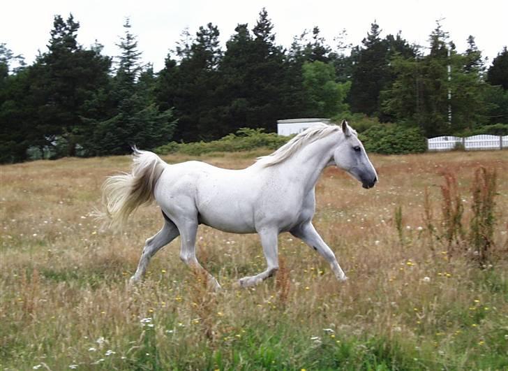 Anden særlig race White Power - Savnet !! billede 7