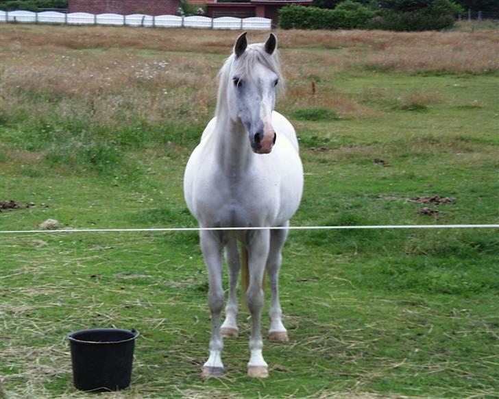 Anden særlig race White Power - Savnet !! - "Skal vi ikke snart ud at ride"? billede 9