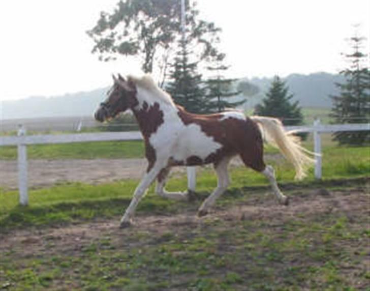 Anden særlig race Cato-Boy  - 16| D. 23/9-07.  billede 16