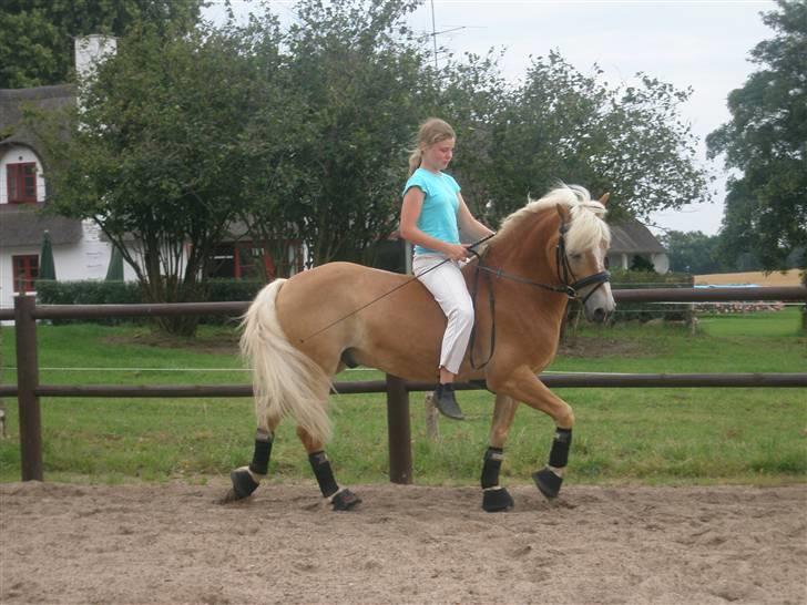 Haflinger WHISKY - 2/8 o9 billede af: Kristina ;D billede 3
