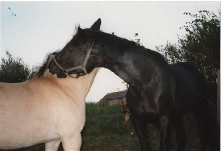 Traver jane bonita billede 1