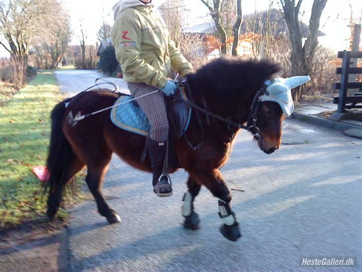 Anden særlig race Sunflower - kathrine og sunflower :* billede 8