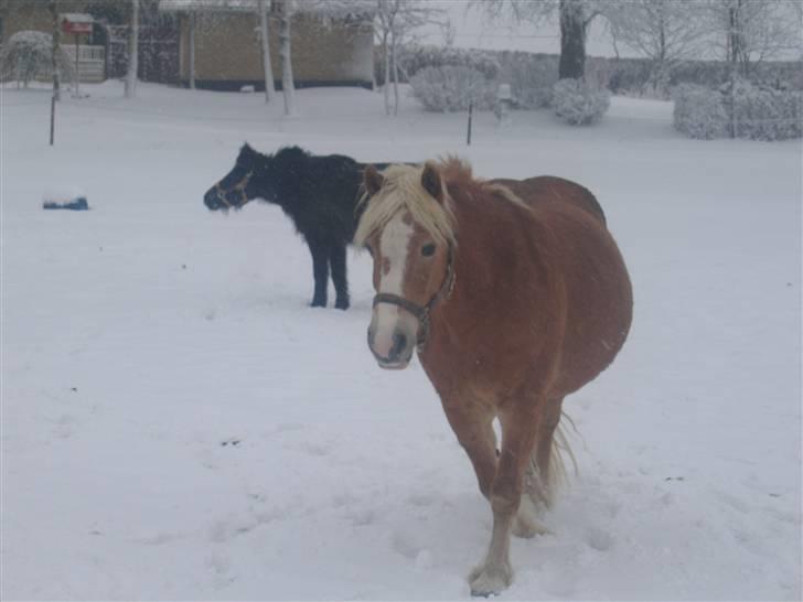 Haflinger flintegårdens halli billede 1