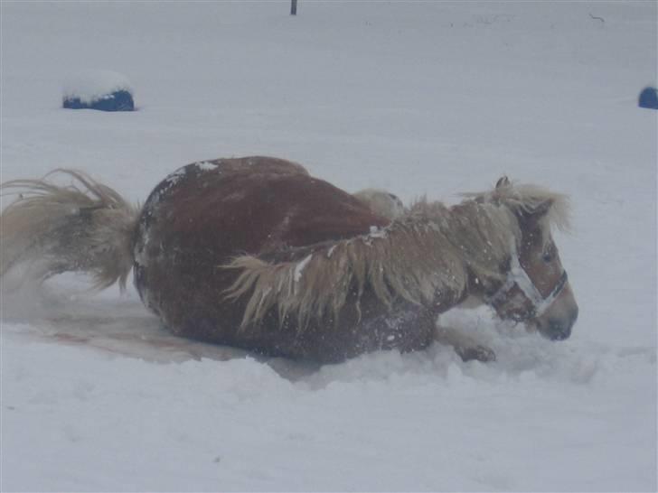 Haflinger flintegårdens halli billede 2