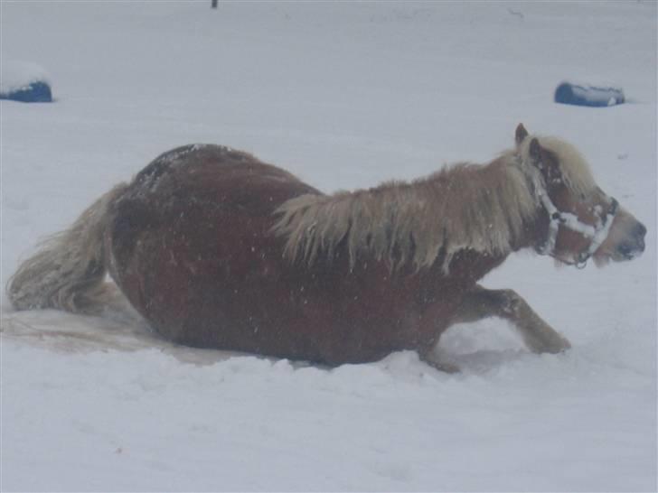 Haflinger flintegårdens halli billede 3